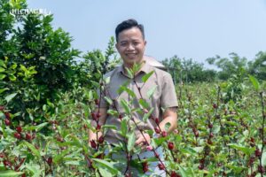 Thừa Thiên Huế: Khai thác tiềm năng cây "atiso đỏ"